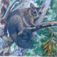 Possum-in-the-Paperbark