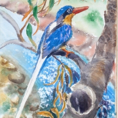 Kingfisher2